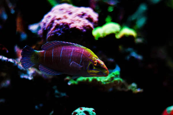 Mystère Wrasse Dans Aquarium Récifal Corallien — Photo