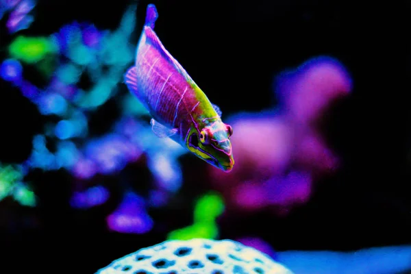 Mystère Wrasse Dans Aquarium Récifal Corallien — Photo