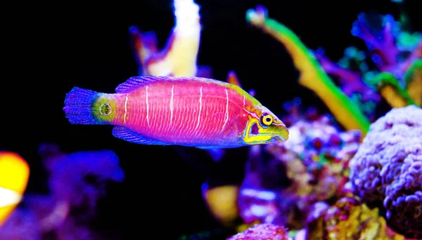 Tajemniczy Wrasse Zbiorniku Akwarium Rafy Koralowej — Zdjęcie stockowe