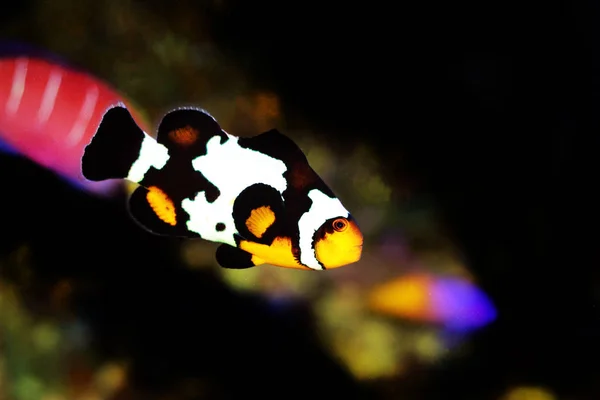 Hitam Snowflake Ocellaris Clownfish Amphiprion Ocellaris — Stok Foto