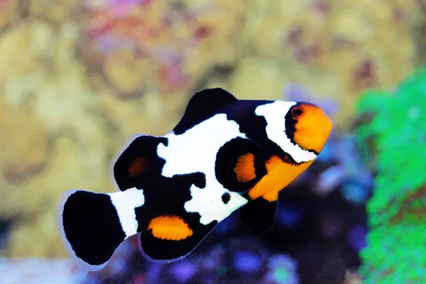 Black Ice Snowflake Ocellaris Clownfish Amphiprion Ocellaris — Stock Photo, Image