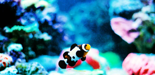 Flocon Neige Noir Ocellaris Clownfish Amphiprion Ocellaris — Photo