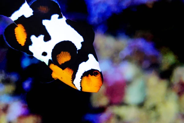 Floco Neve Preto Ocellaris Clownfish Amphiprion Ocellaris — Fotografia de Stock