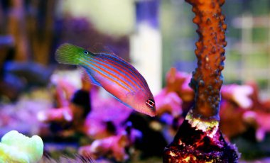 Altı Hat Wrasse - (Pseudocheilinus hexataenia) 
