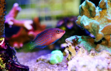Altı Hat Wrasse - (Pseudocheilinus hexataenia) 