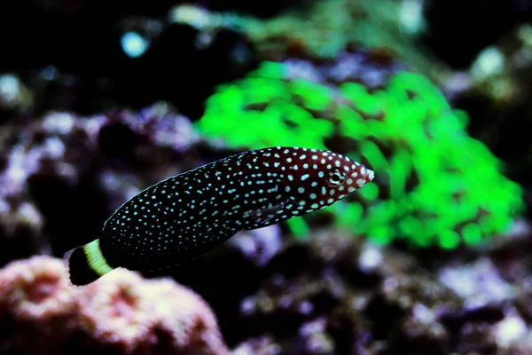 Wrasse Points Blancs Melanurus Anampses — Photo