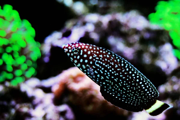 Λευκή Κηλίδα Wrasse Melanurus Anampses — Φωτογραφία Αρχείου