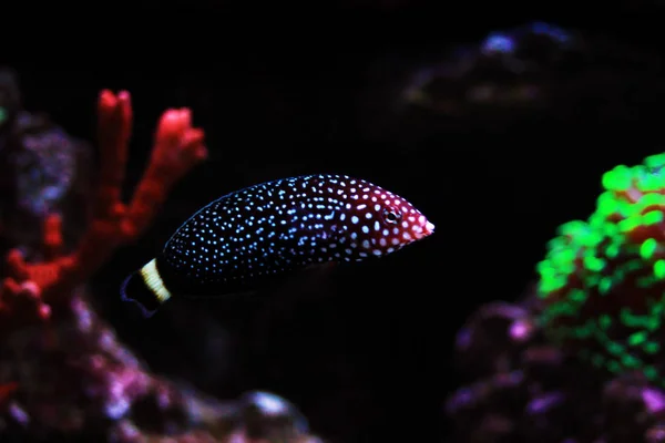 White Spotted Wrasse Melanurus Anampses — 스톡 사진