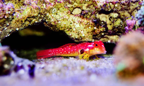 Moyeri Rubinröd Dragonet Synchiropus Sycorax — Stockfoto