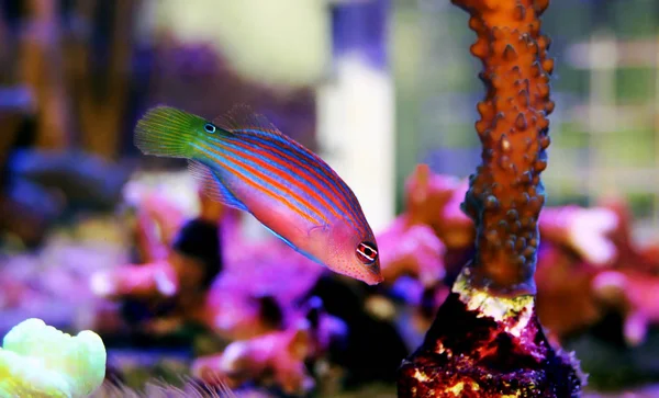 Lippfisch Pseudocheilinus Hexataenia — Stockfoto