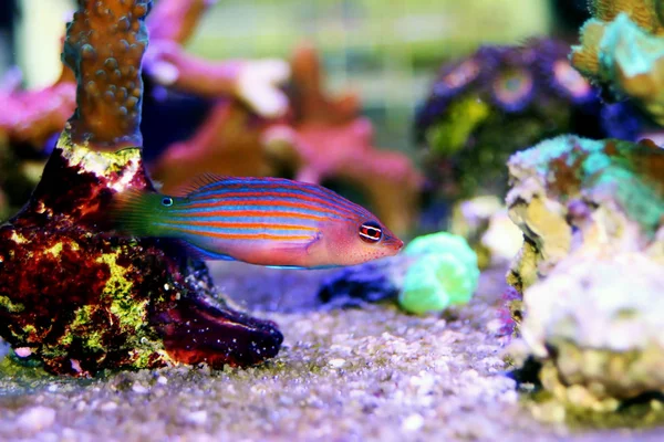 Altı Hat Wrasse - (Pseudocheilinus hexataenia) 