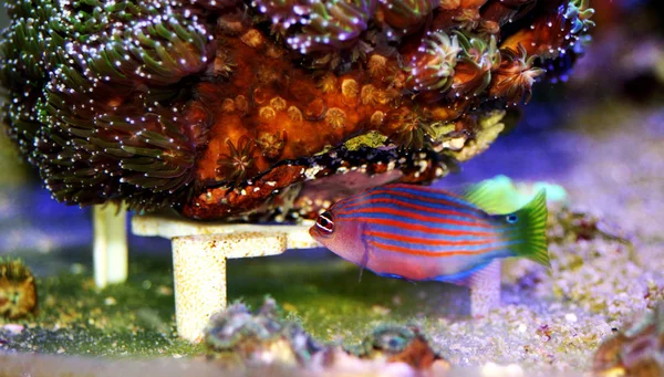 Six Line Wrasse - (Pseudocheilinus hexataenia)