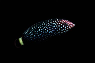 Beyaz lekeli Wrasse - Melanurus Anampses 
