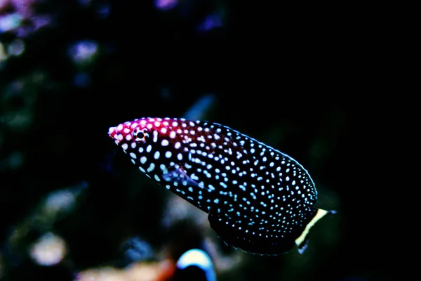 White Spotted Wrasse Melanurus Anampses — 스톡 사진