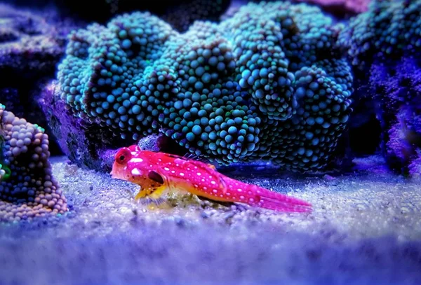 Moyeri Ruby Red Dragonet Synchiropus Sycorax — Stock Photo, Image