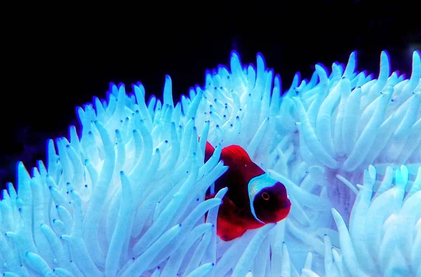 Pesce Pagliaccio Rosso Relazione Con Sabae Anemone Bianco — Foto Stock