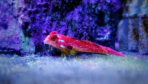 Moyeri Ruby Red Dragonet Synchihabus Sycorax — стоковое фото