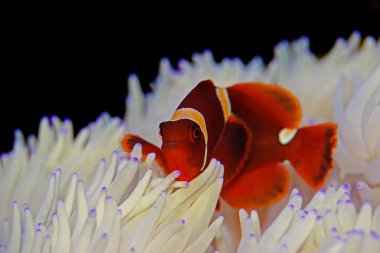 Red Goldenflake maroon Clownfish in relationship with white Sabae Anemone  clipart
