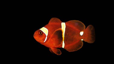 Goldflake Maroon Palyaço Balığı - (Premnas biaculeatus)