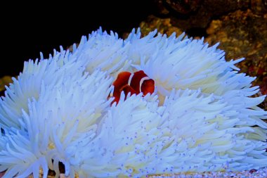 Beyaz Sabae Anemone ile ilişkisi kırmızı Goldenflake bordo Clownfish 