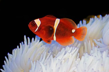 Red Goldenflake maroon Clownfish in relationship with white Sabae Anemone  clipart