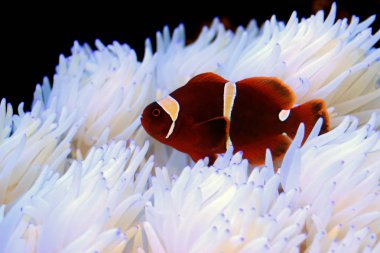 Beyaz Sabae Anemone ile ilişkisi kırmızı Goldenflake bordo Clownfish 