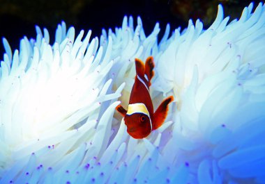 Beyaz Sabae Anemone ile ilişkisi kırmızı Goldenflake bordo Clownfish 