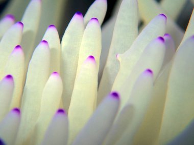 Beyaz Sebae Anemone - (Heteractis crispa)