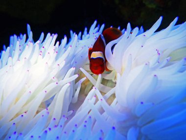 Beyaz Sabae Anemone ile ilişkisi kırmızı Goldenflake bordo Clownfish 