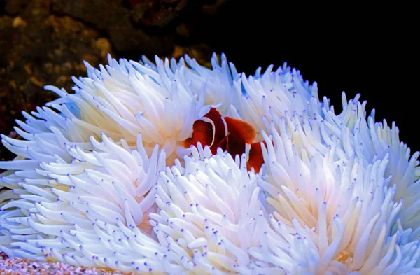 Flocon Rouge Marron Clownfish Relation Avec Blanc Sabae Anemone — Photo