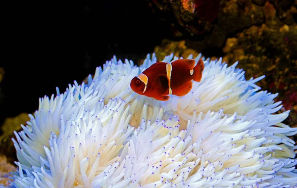 Pesce Pagliaccio Rosso Relazione Con Sabae Anemone Bianco — Foto Stock