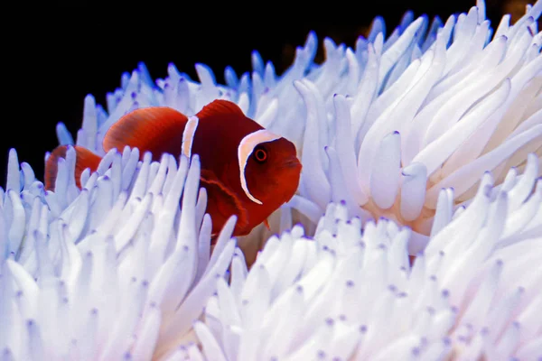 Red Goldenflake Maroon Clownfish Relationship White Sabae Anemone — Stock Photo, Image