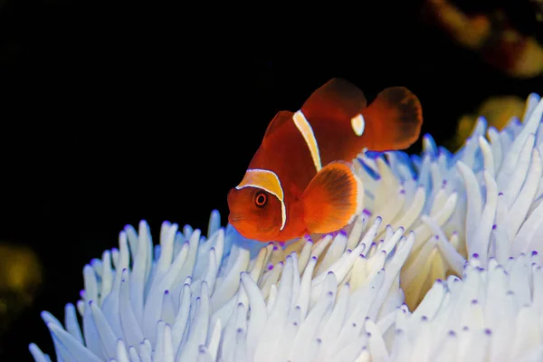 Pesce Pagliaccio Rosso Relazione Con Sabae Anemone Bianco — Foto Stock