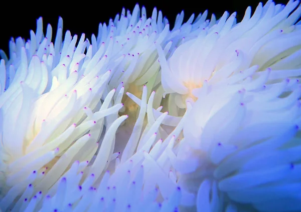 White Sebae Anemone Heteractis Crispa — Stock Photo, Image