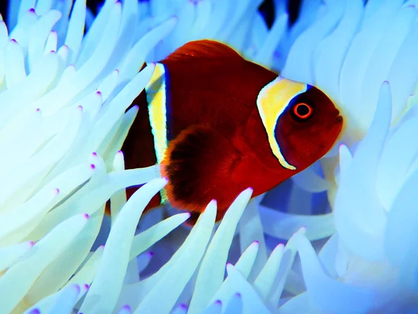 Czerwony Goldenflake Bordowy Clownfish Związku Białym Sabae Anemone — Zdjęcie stockowe