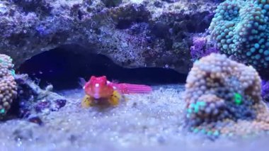 Ruby Red Dragonet balık 4k video - (Synchiropus sycorax)