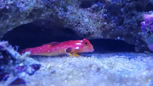 Vídeo Ruby Red Dragonet Fish Synchiropus Sycorax — Vídeo de Stock