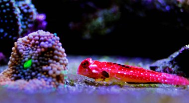 Ruby Red Dragonet fish - (Synchiropus sycorax) clipart