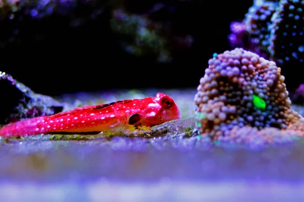 Рыба Ruby Red Dragonet Synchiholus Sycorax — стоковое фото