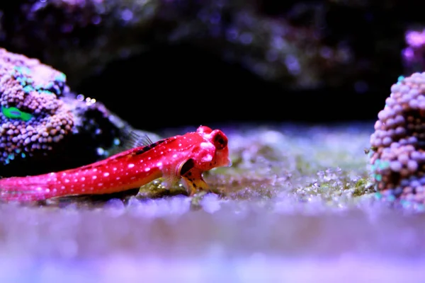 Yakut Kırmızı Dragonet Balık Synchiropus Sycorax — Stok fotoğraf