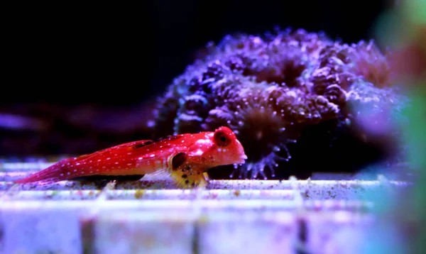 Ruby Red Dragonet Fish Synchiropus Sycorax — Stockfoto