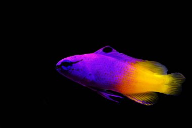 Kraliyet gramajı - (Gramma loreto)