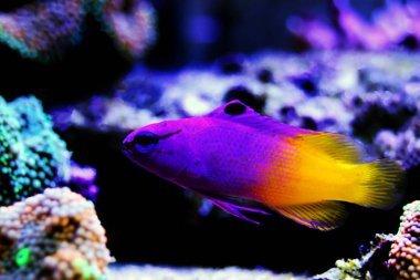 Kraliyet gramajı - (Gramma loreto)