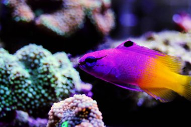 Kraliyet gramajı - (Gramma loreto)