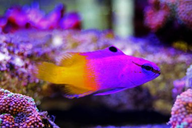 Kraliyet gramajı - (Gramma loreto)