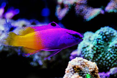 Kraliyet gramajı - (Gramma loreto)