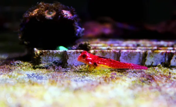 Moyeri Ruby Red Dragonet Synchihabus Sycorax — стоковое фото