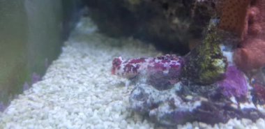 Mercan resifakvaryum tankı Kırmızı scooter dragonet balık 4k video