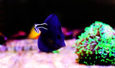 Mor Tang - (Zebrasoma xanthurum)