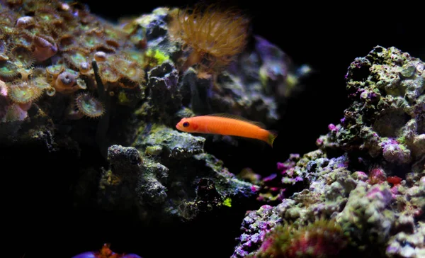 Orange Elongate Dottyback Pseudochromis Elongatus — Stockfoto